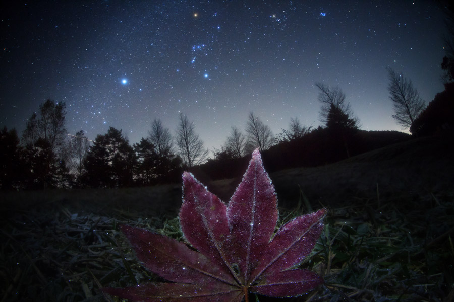 Hinter einem Hügel mit Bäumen und einem roten Ahornblatt, das mit Reif bedeckt ist, leuchtet das Sternbild Orion am klaren Himmel, rechts daneben der Stern Sirius im Großen Hund.