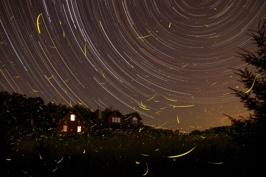 Am Himmel ziehen viele Strichspuren von Sternen, rechts oben über dem Bildrand ist der Himmelspol. Unten ist der Horizont mit einigen Häusern und einem Nadelbaum rechts. Im ganzen Bild sind viele helle Lichtspuren von Glühwürmchen.