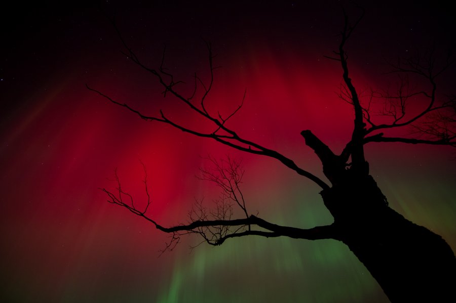 Hinter einem dramatischen Baum leuchten grüne und rote Polarlichter, die sich über den ganzen Himmel ausbreiten.