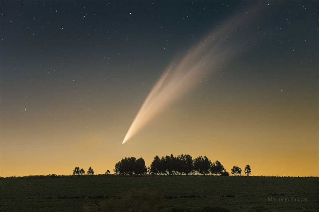 Am Abendhimmel steigt der Komet C/2024 G3 (ATLAS) über einer Baumgruppe am Horizont auf. Seine Schweife reichen bis zum oberen Bildrand.